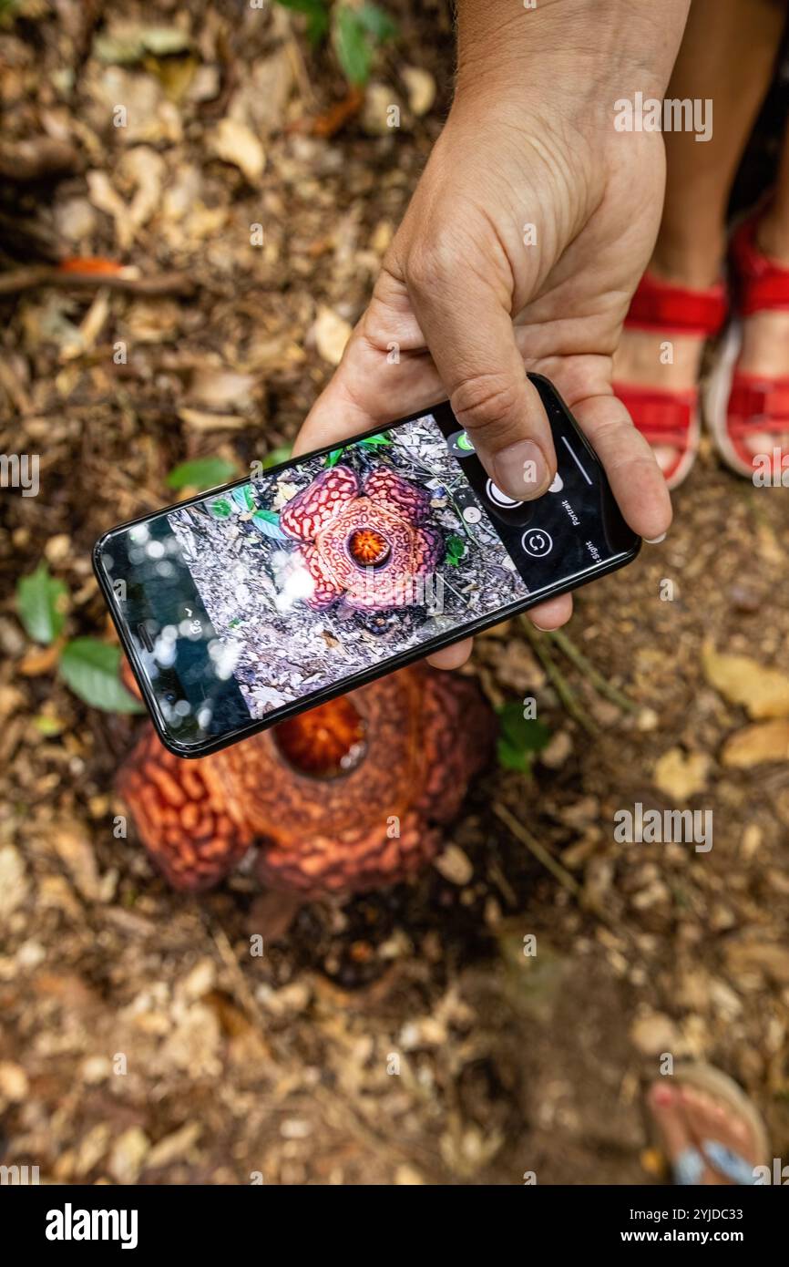 Vista dall'alto del fiore Rafflesia nella giungla del Borneo, Malesia Foto Stock