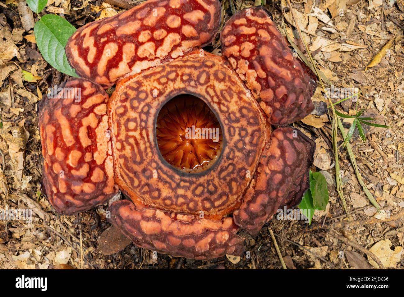 Vista dall'alto del fiore Rafflesia nella giungla del Borneo, Malesia Foto Stock