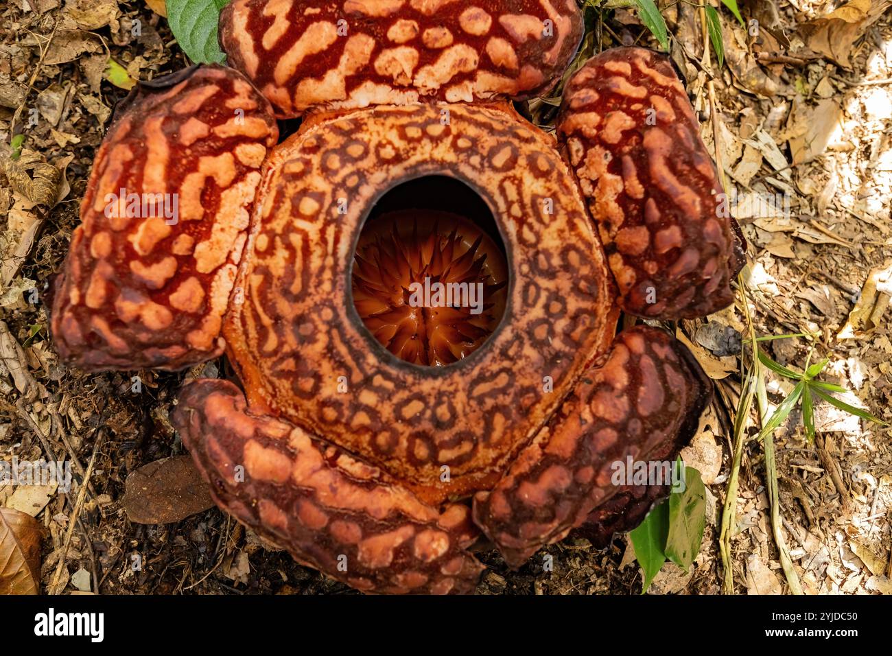 Vista dall'alto del fiore Rafflesia nella giungla del Borneo, Malesia Foto Stock