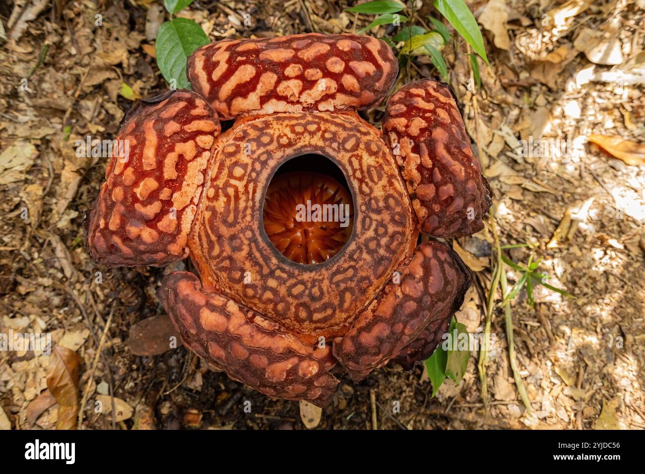 Vista dall'alto del fiore Rafflesia nella giungla del Borneo, Malesia Foto Stock