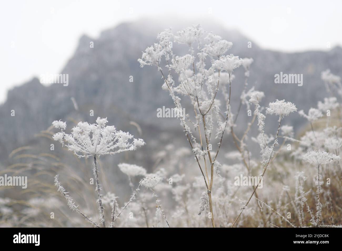 Mattina ghiacciata nel Parco Nazionale di Prokletije: Fiori di ombrello ricoperti di ghiaccio sullo sfondo di una pittoresca montagna. Paesaggio invernale Foto Stock