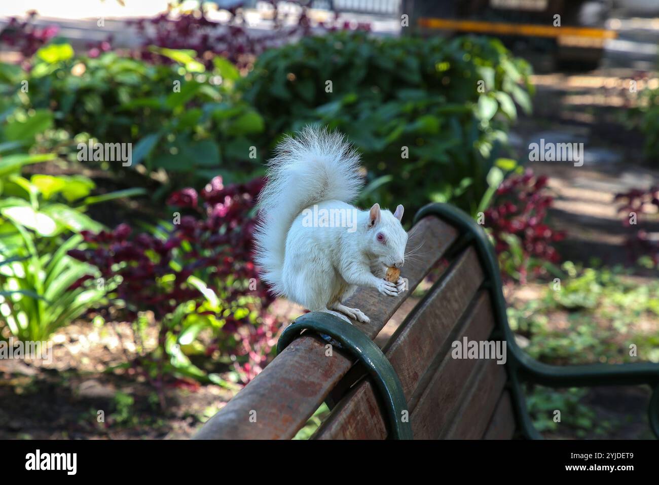 Albino Eastern Gray Squirrel - Sciurus carolinensis in Company's Garden, Capetown, Sudafrica Foto Stock