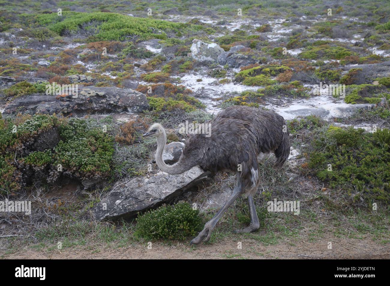 Femmina di struzzo comune - Struthio camelus Foto Stock