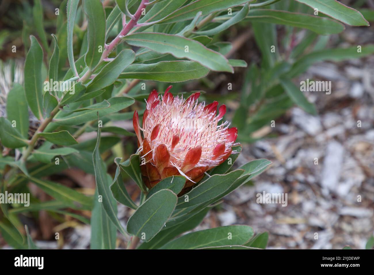 Protea Flower - Fiore Nazionale sudafricano Foto Stock
