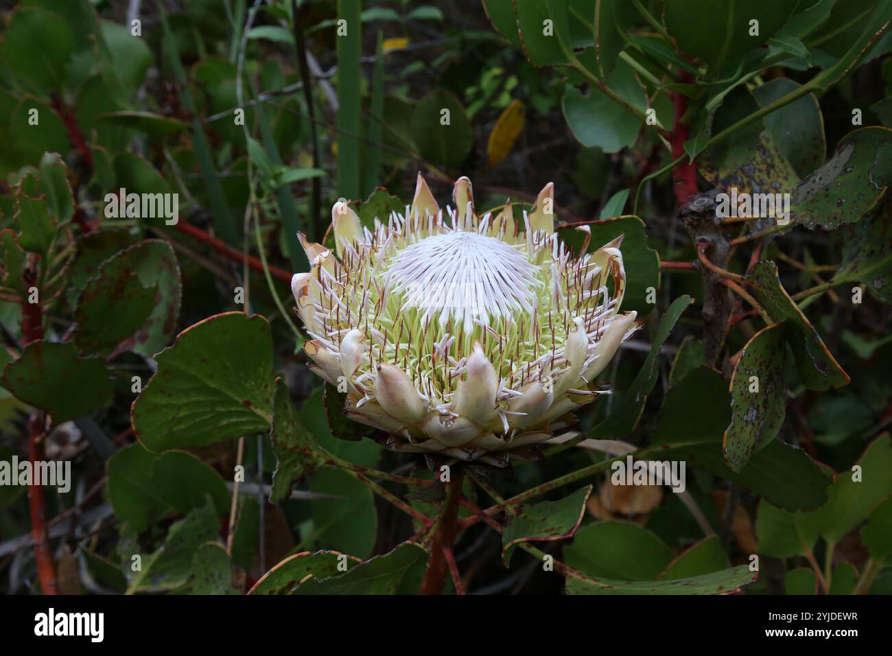 Re Protea Fiore - Protea cynaroides Fiore Nazionale sudafricano Foto Stock