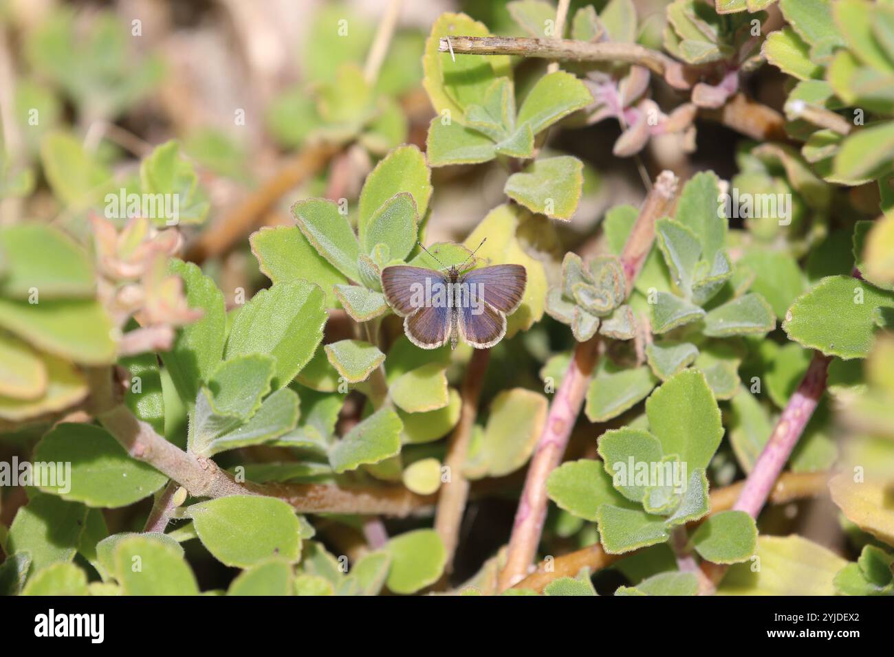 African Grass Blue Butterfly maschio - Zizeeria knysna Foto Stock