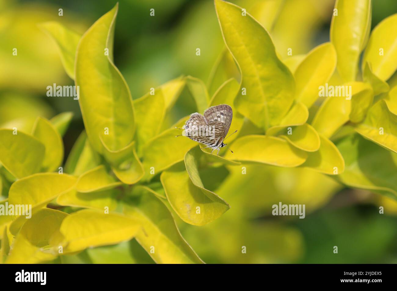 Common Zebra Blue o Lang's Blue Butterfly femmina dalla coda corta - leptosse pirithous Foto Stock