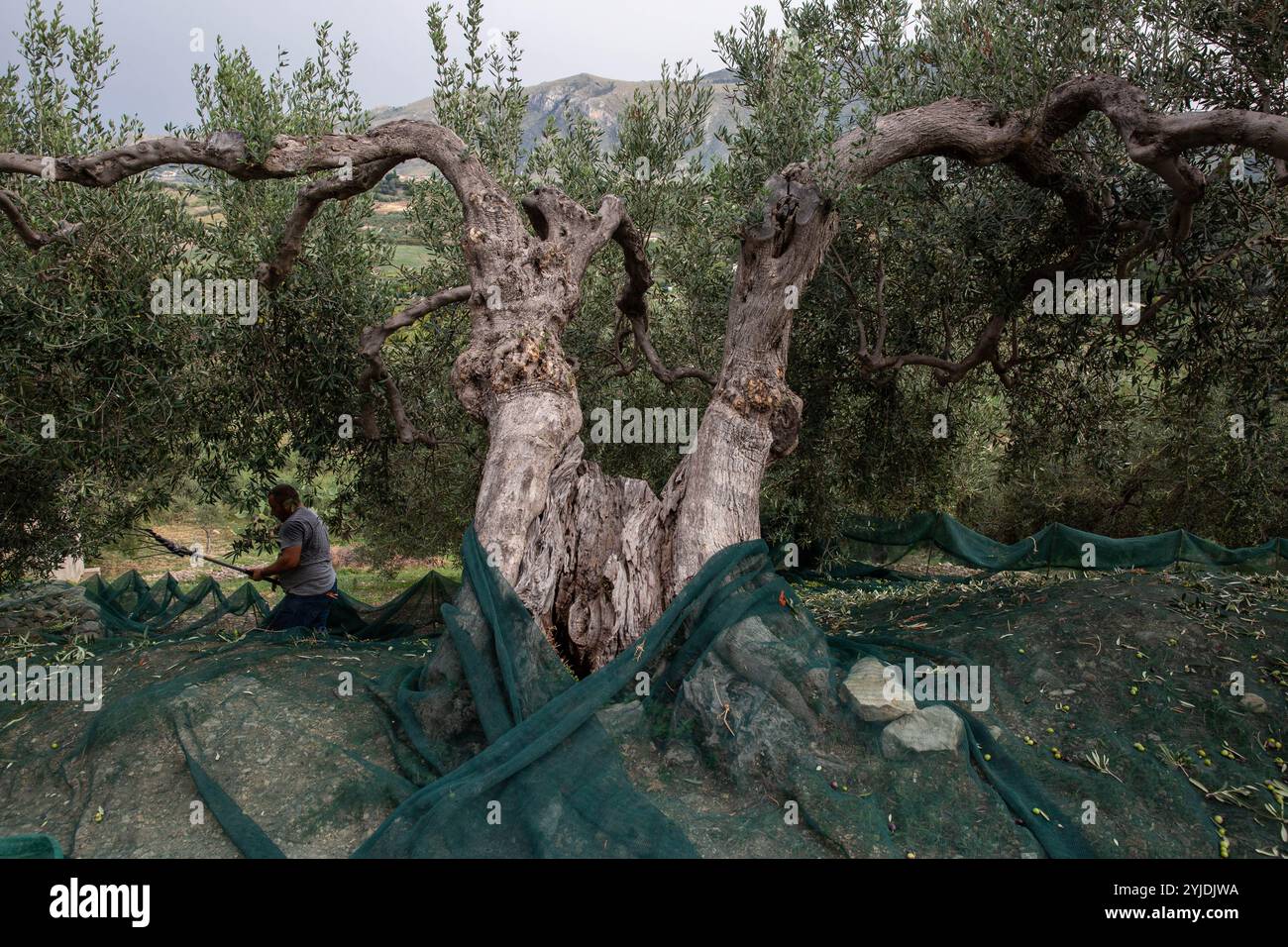 Castellammare del Golfo, Sicilia, Italia. 16 ottobre 2024. Un contadino raccoglie le olive con una macchina. Crisi della produzione di olio d'oliva in Italia, soprattutto nelle regioni meridionali e in Sicilia. Ottobre è il mese della raccolta delle olive in Italia e la produzione si è ridotta di oltre il 50%, a causa della scarsità di precipitazioni e delle temperature calde. La scarsa produzione sta aumentando il prezzo dell'olio d'oliva. (Credit Image: © Antonio Cascio/SOPA Images via ZUMA Press Wire) SOLO PER USO EDITORIALE! Non per USO commerciale! Foto Stock