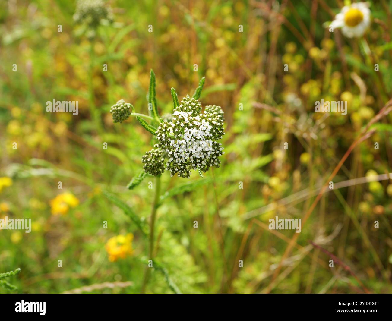 Yarrow - Yarrow cresce sul ciglio della strada, circondato da piante selvatiche. I suoi ammassi bianchi di fiori di coribù con molte piccole fioriture creano un bellissimo motivo Foto Stock