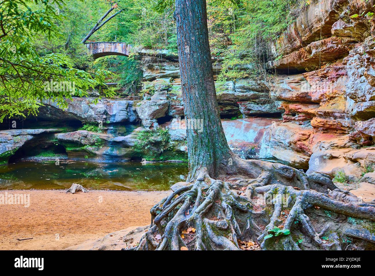 Ancient Tree Roots e Stone Bridge a Hocking Hills Morning Perspective Foto Stock