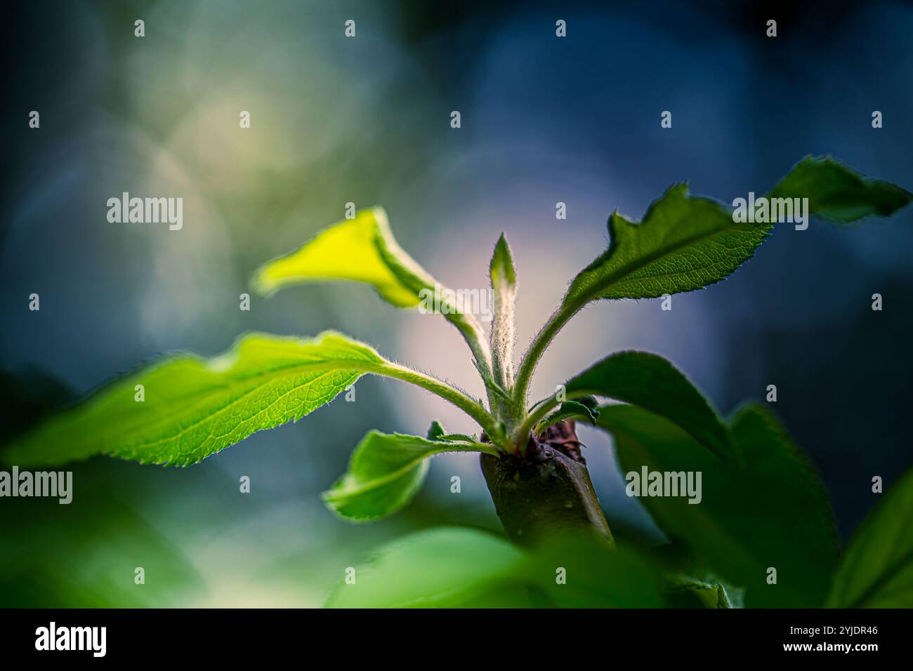 Una delicata foto macro di nuove foglie che emergono da uno stelo vegetale, adagiata su uno sfondo boschivo splendidamente sfocato. Foto Stock