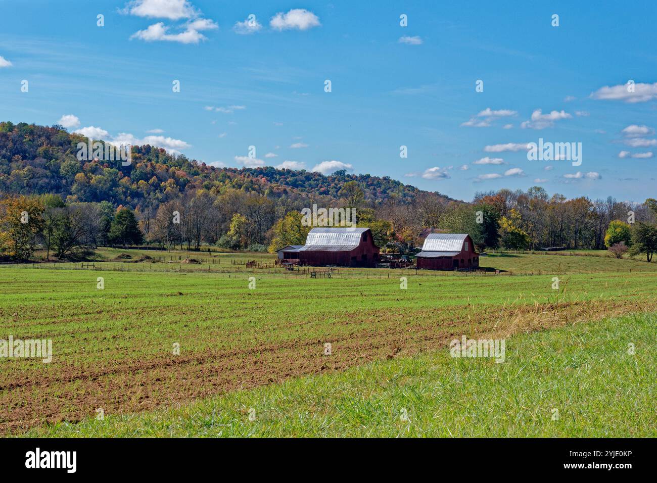 Due fienili rossi con tetti in metallo lucenti grandi e piccoli, accanto ai campi agricoli di nuova raccolta con gli alberi colorati nelle montagne nel backgrou Foto Stock