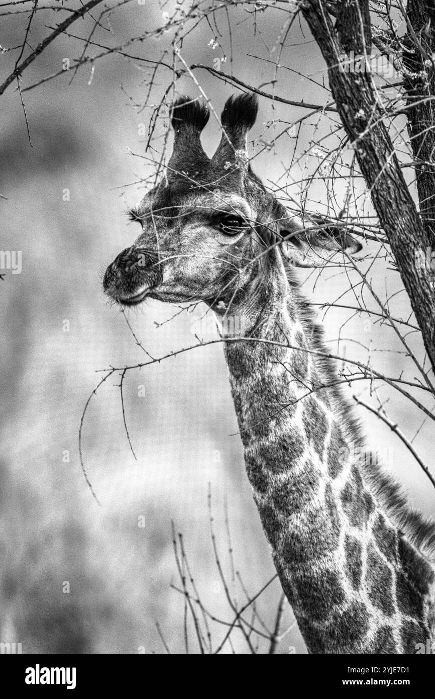 Un ritratto in bianco e nero splendidamente dettagliato di una giraffa che sbircia attraverso i rami spinosi di acacia, che mostra eleganza naturale. Foto Stock