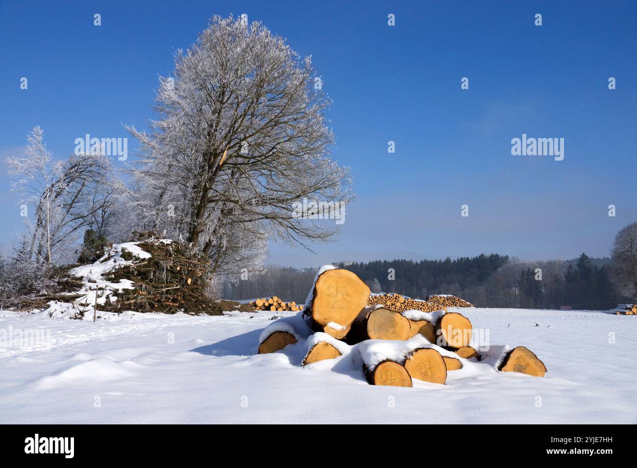 Disboscamento in inverno, cumuli di legno lungo la strada, Holzeinschlag im Winter, Holzstapel am Strassenrand. Foto Stock