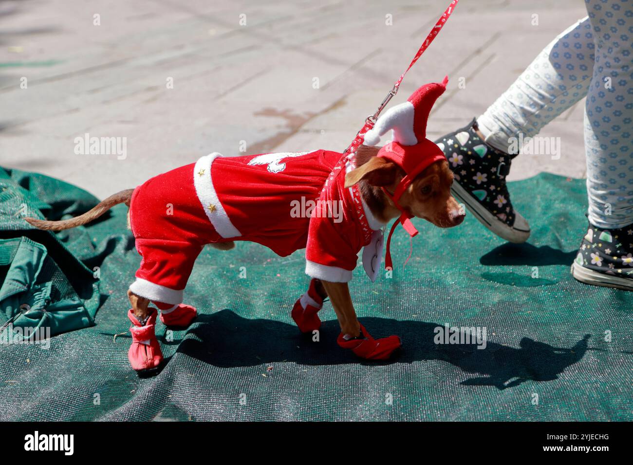 Concorso di costumi per cani a Moquegua, Perù, il 9 novembre 2024, con costumi ecologici. L'evento ha presentato progetti creativi e sostenibili, professionisti Foto Stock