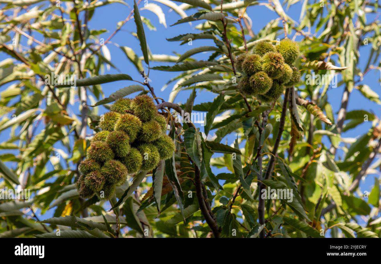 Racimos de erizos de castañas sin abrir en el árbol. Castañar de IBOR, Cáceres, España Foto Stock