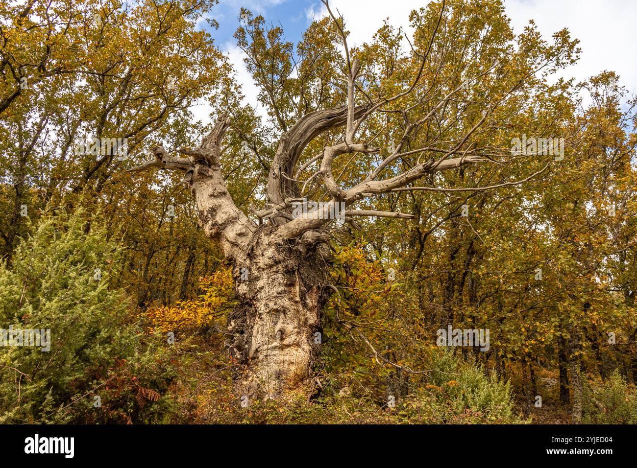Castaños milenarios con sus troncos retorcidos y sus ramas extendidas, que dan un toque de antigüedad y misterio al paisaje. Castañar de IBOR, España Foto Stock
