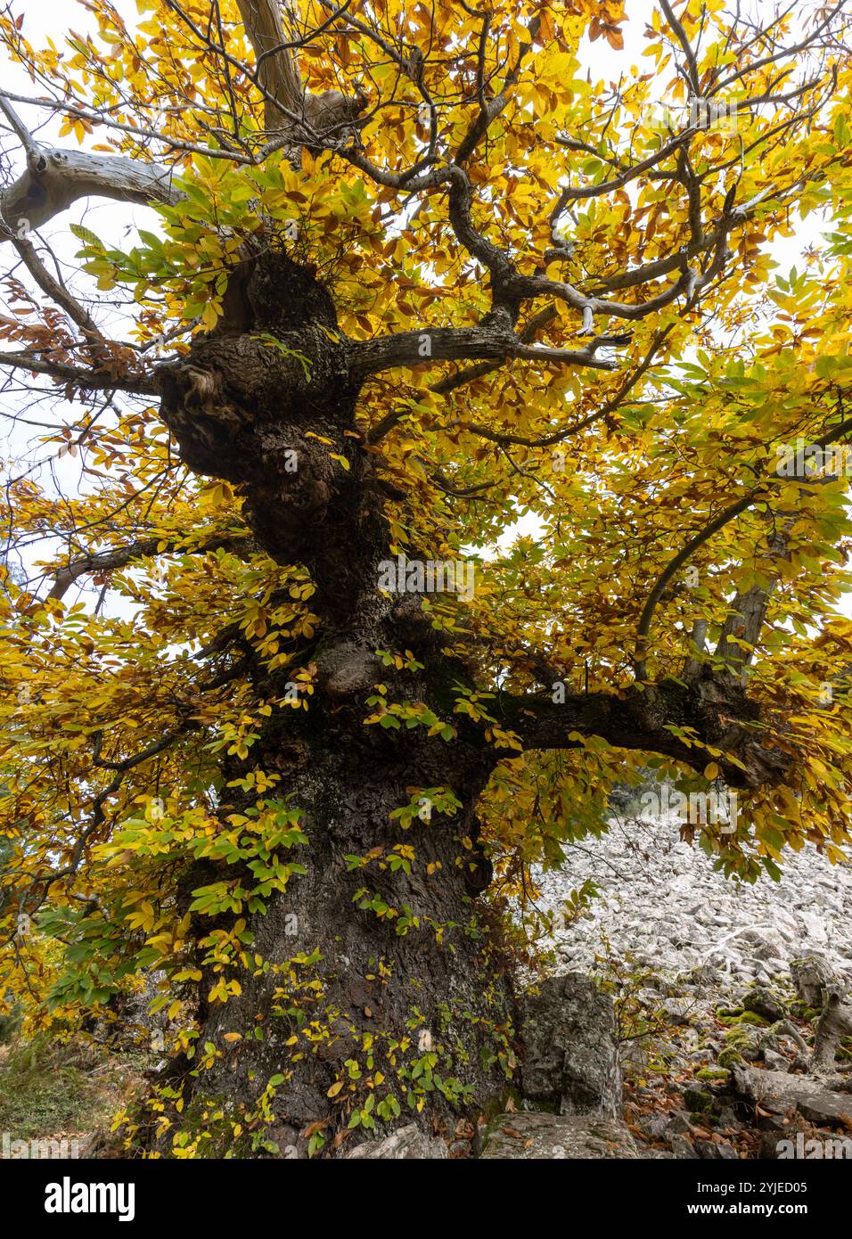 Castaños milenarios con sus troncos retorcidos y sus ramas extendidas, que dan un toque de antigüedad y misterio al paisaje. Castañar de IBOR, España Foto Stock