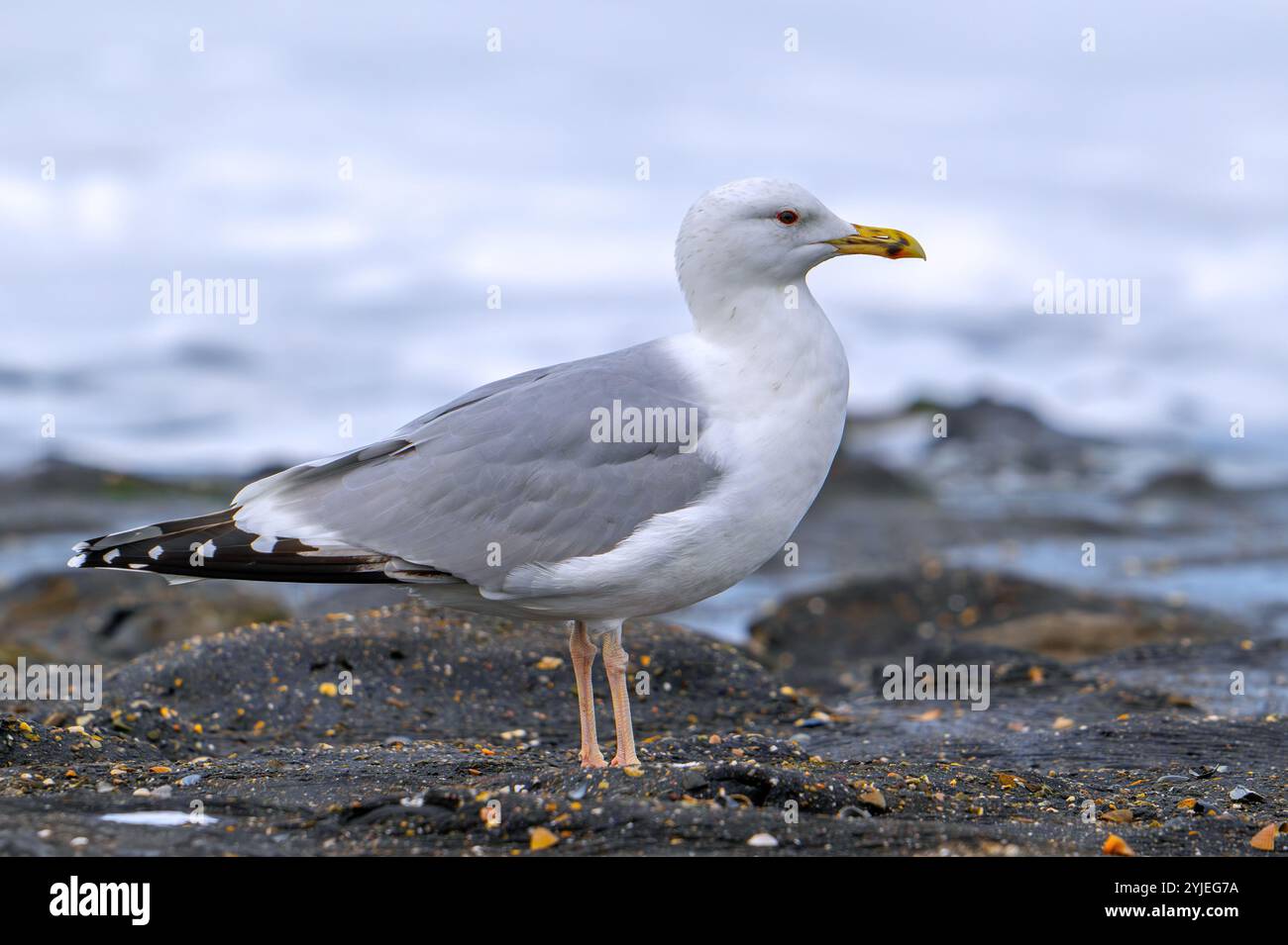 Gabbiano del Caspio (Larus cachinnans) gabbiano adulto che riposa lungo la costa del Mare del Nord in autunno Foto Stock