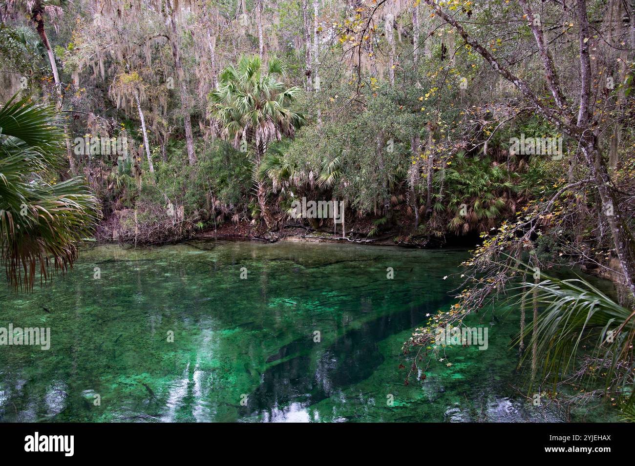 Il Blue Spring State Park offre foreste subtropicali uniche di latifoglie, arbusti di pino Murraya e foreste e paludi stagionalmente inondate. Foto Stock