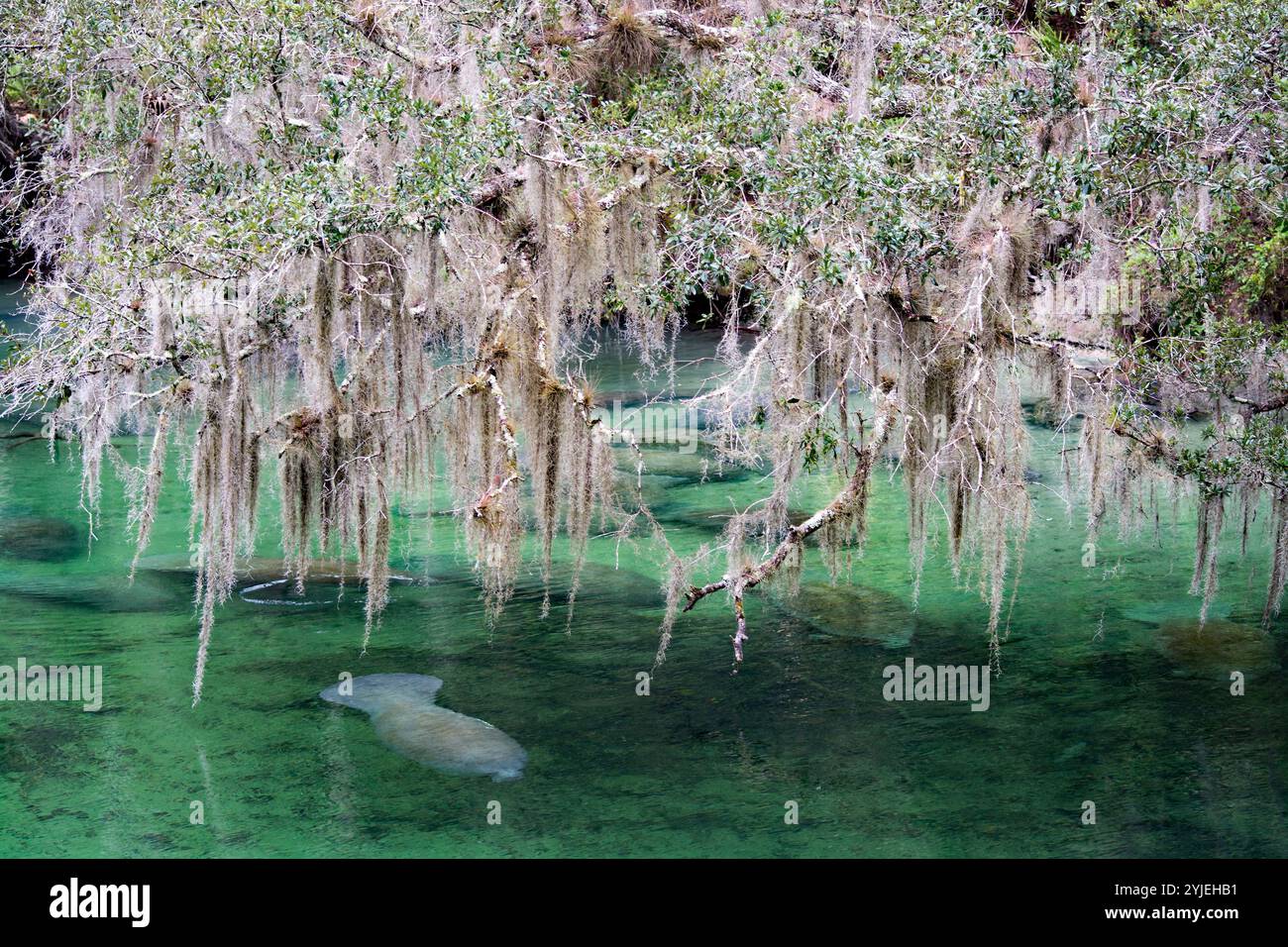 Il Blue Spring State Park offre foreste subtropicali uniche di latifoglie, arbusti di pino Murraya e foreste e paludi stagionalmente inondate. Foto Stock