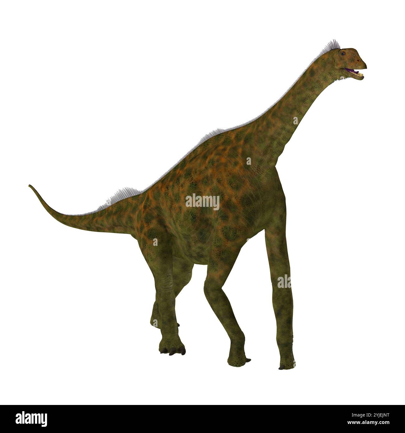 Atlasaurus era un erbivoro sauropod dinosaur che ha vissuto in Marocco, Nord Africa durante il Giurassico. Foto Stock
