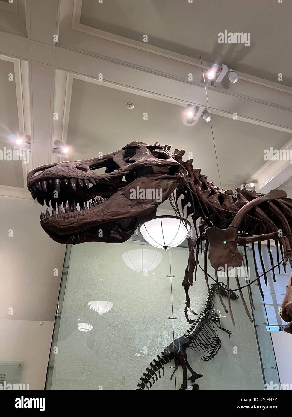 T rex all'American Museum of Natural History di New York - Immagine stock catturata con smartphone
