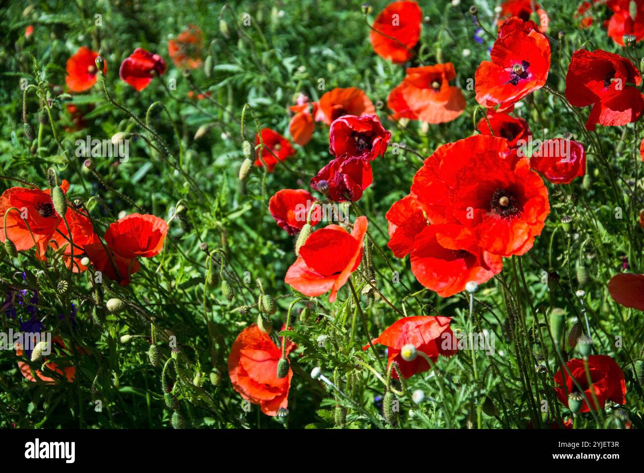 I fiori rossi brillanti del papavero selvatico, Papaver rhoeas, che cresce nell'Europa centrale, fioriscono dalla fine di maggio e segnano l'inizio della prima somma Foto Stock