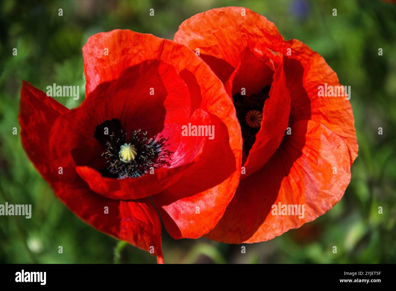 I fiori rossi brillanti del papavero selvatico, Papaver rhoeas, che cresce nell'Europa centrale, fioriscono dalla fine di maggio e segnano l'inizio della prima somma Foto Stock