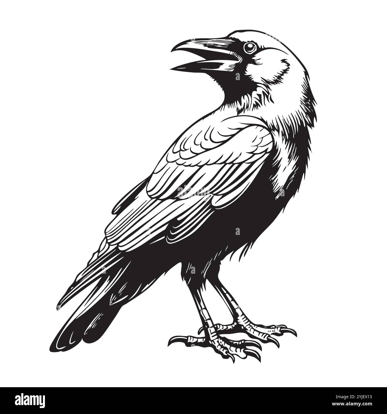 Illustrazione in bianco e nero di corvo o corvo. Illustrazione Vettoriale