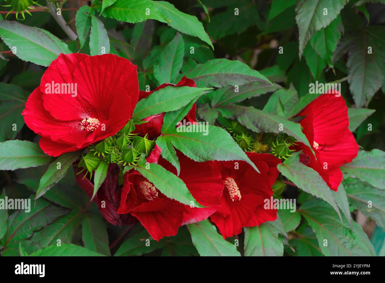 Fiori rossi luminosi di una pianta di Hibiscus Marvel di mezzanotte (Hibiscus moscheutos 'Mightnight Marvel') - nome comune Rose Mallow, un perenne resistente. Foto Stock