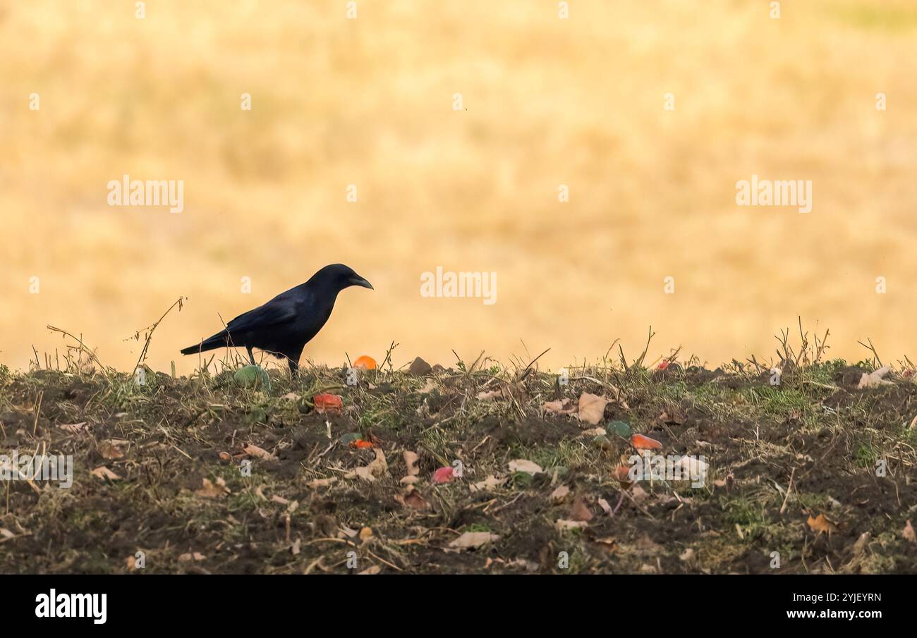 Silhouette di corvo nero in un campo di peperoni rossi arati in autunno Foto Stock