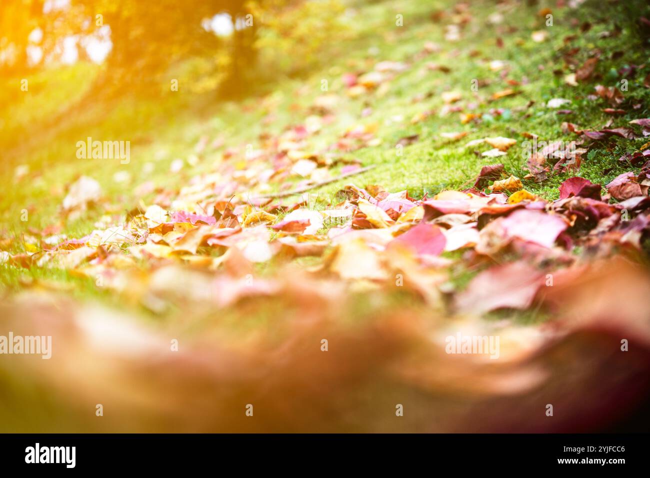 Foglie cadute vibranti su una lussureggiante erba verde, catturando l'essenza della bellezza dell'autunno. Ideale per temi naturalistici, cambiamenti stagionali e fotografie all'aperto Foto Stock