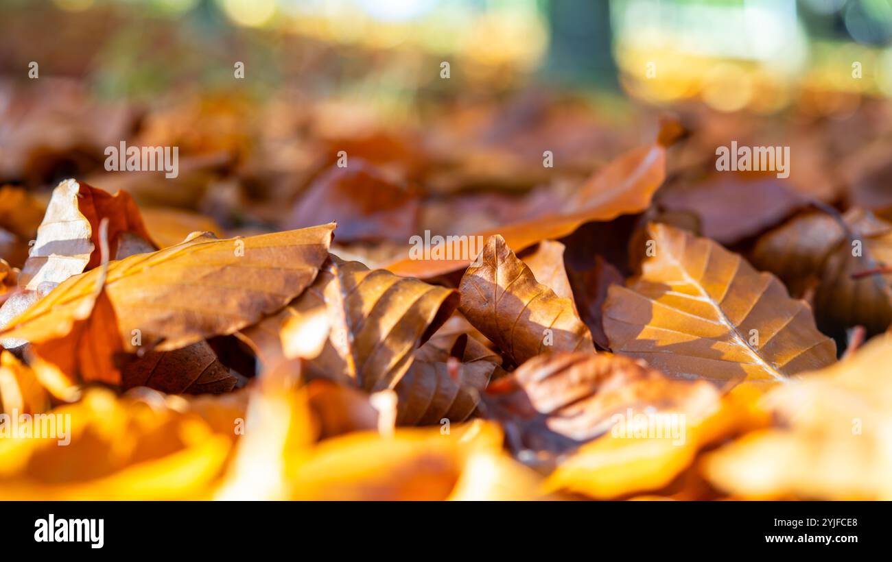 Immagine ravvicinata delle foglie autunnali che ricoprono il terreno, con colori vivaci, bellezza stagionale e texture naturali, ideale per progetti a tema autunnale Foto Stock