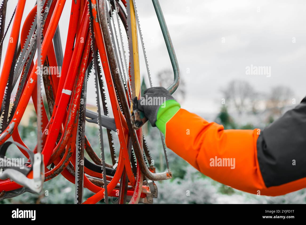 Mercatino dell'albero di Natale. L'uomo seleziona una sega per tagliare un albero di Natale in un vivaio di abeti rossi. Seghe colorate sullo sfondo sfocato degli alberi di natale Foto Stock