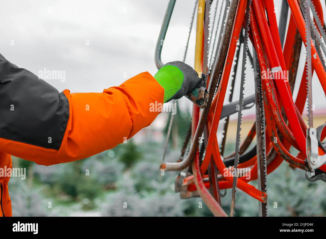 L'uomo sceglie una sega per tagliare un albero di Natale in un vivaio di abeti rossi. Seghe colorate sullo sfondo sfocato degli alberi di natale. mercato con abeti. Foto Stock