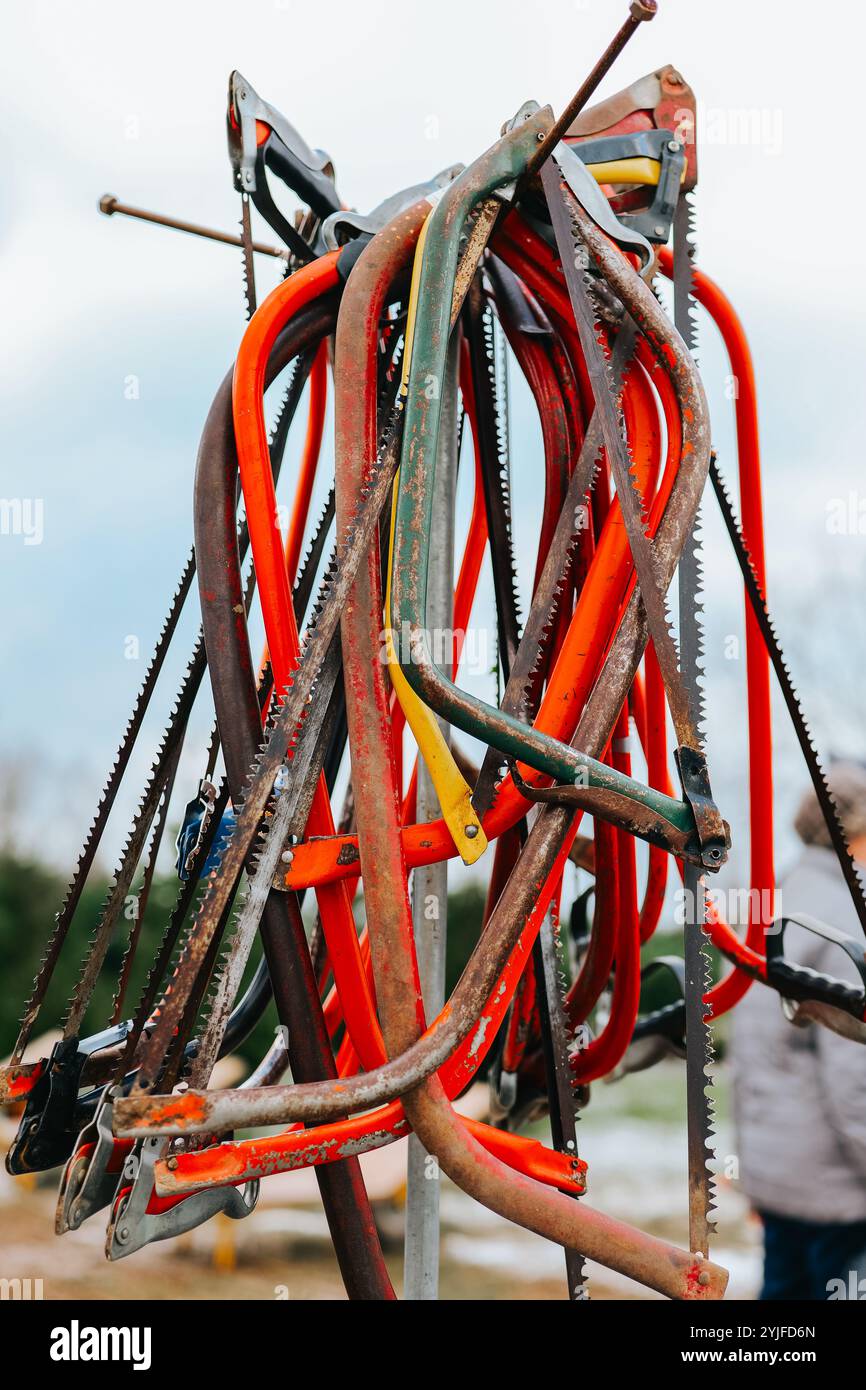 Seghe per potare un albero di Natale in un vivaio di abeti rossi. Mercato con abeti vivi. Set di seghe colorate. Tradizioni natalizie. Foto Stock