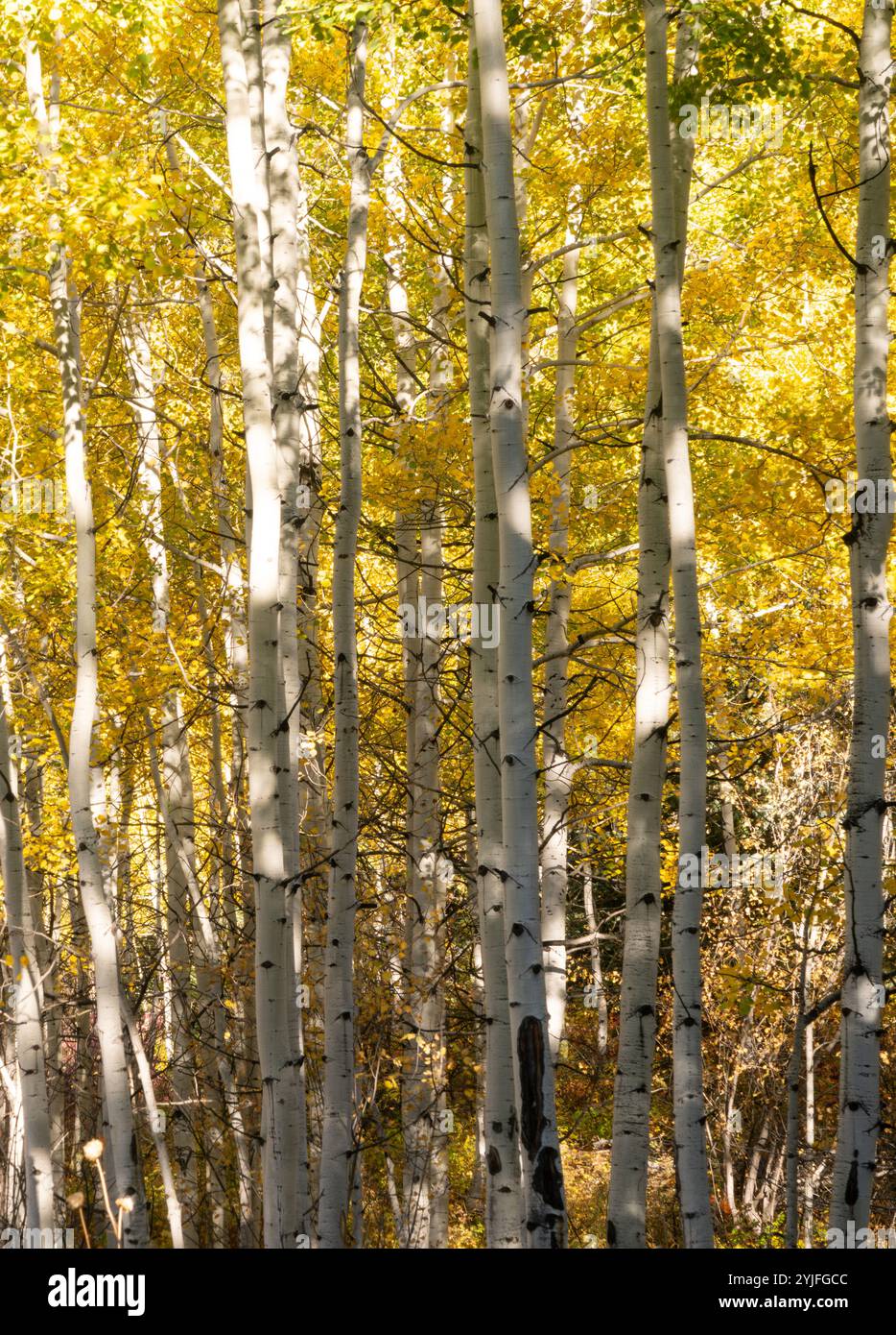 Primo piano della corteccia bianca dei tronchi d'albero di pioppo con le foglie dorate dell'autunno in alto. Fotografato in Colorado. Foto Stock