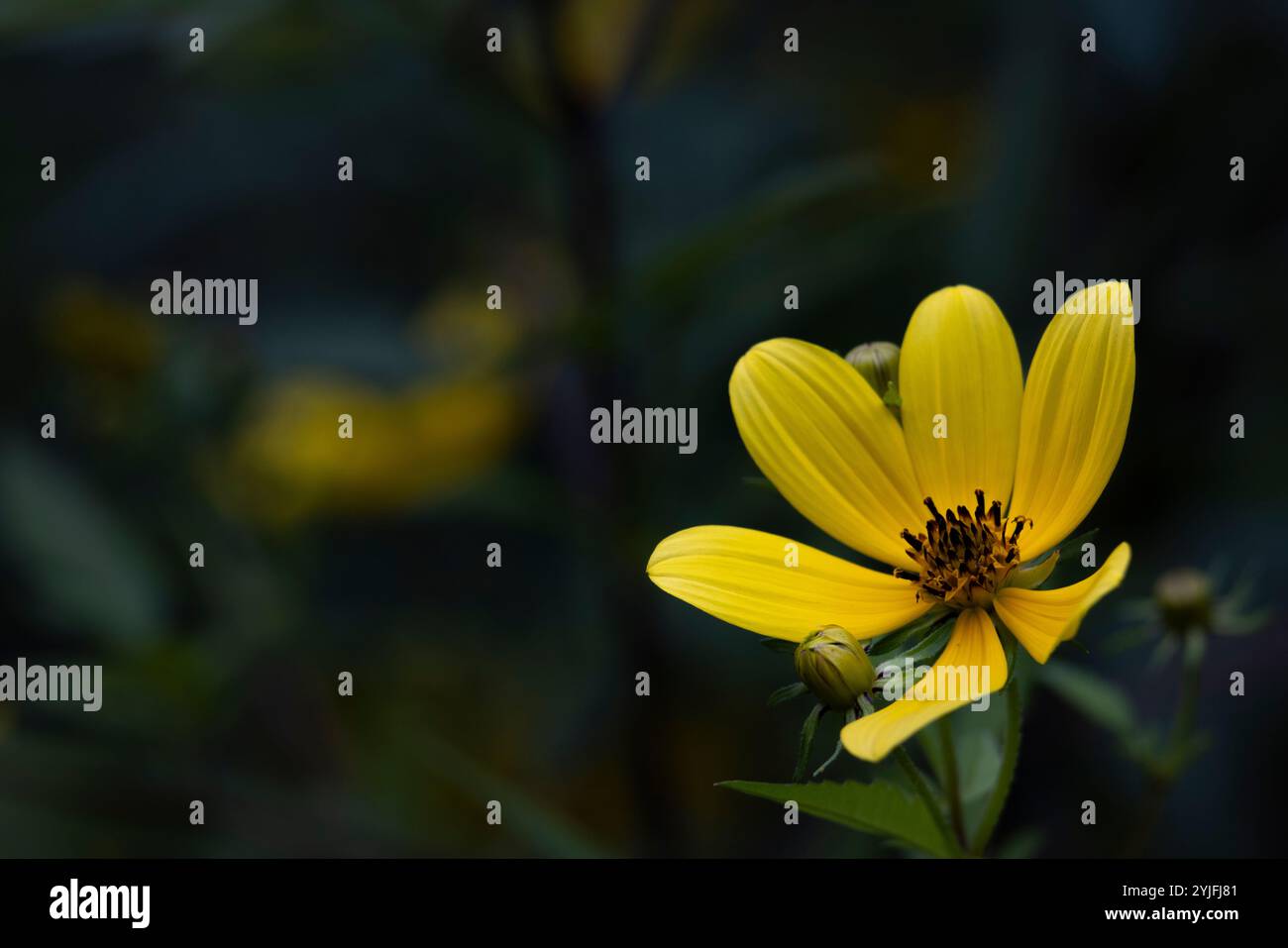 macro alto coreopsis noto anche come semi di zecche alti, testa di fiori con vivaci petali gialli e un centro scuro su uno sfondo scuro con spazio di copia. Foto Stock