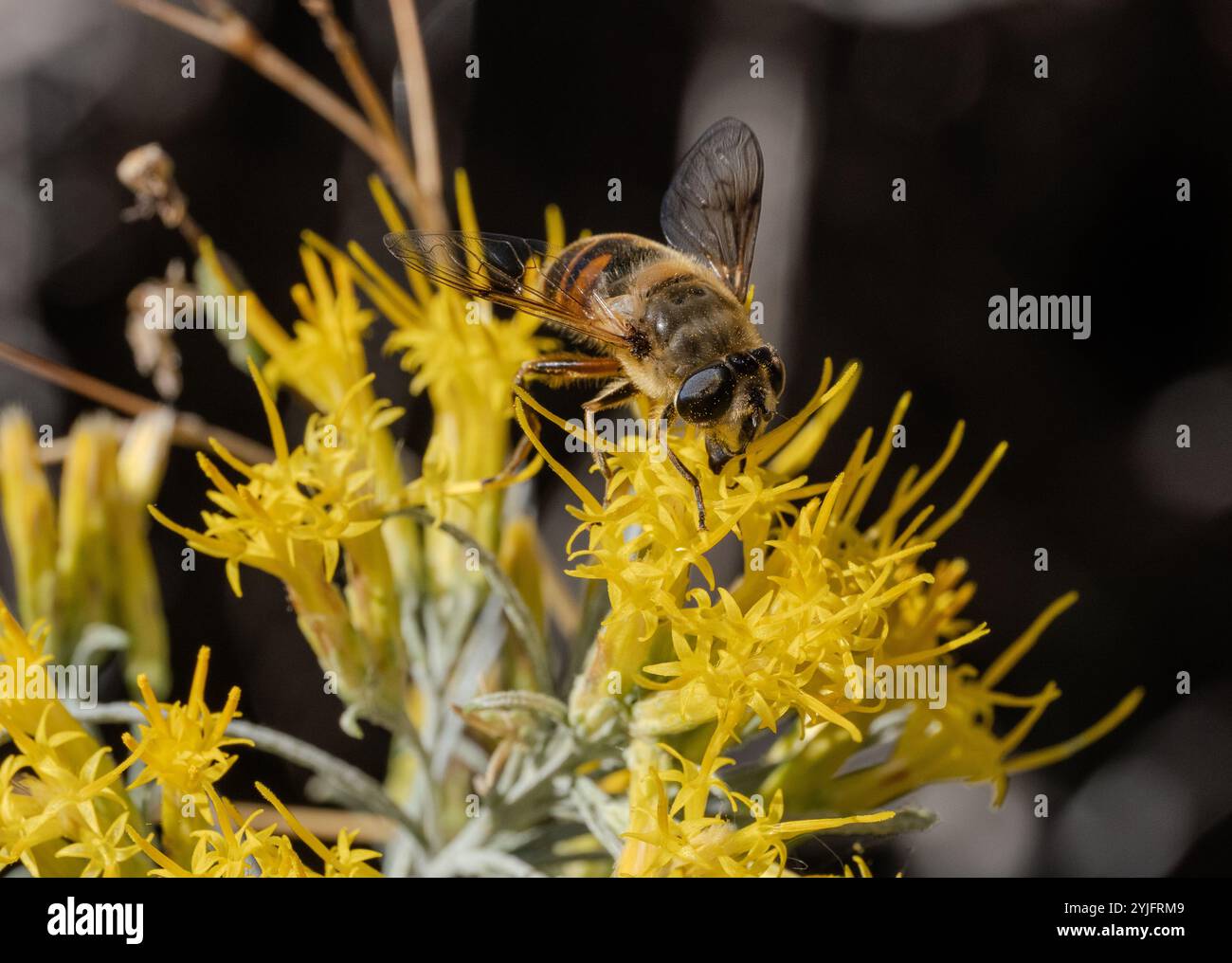 Primo piano di un'ape di miele che raccoglie polline dai fiori gialli di un coniglio di gomma nel Montana. Foto Stock
