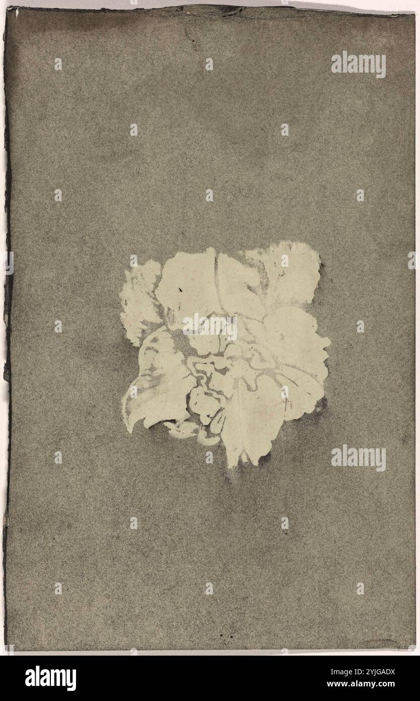 Fiore. Relatore per parere: Carel Adolph Lion Cachet. Dating: 1874 - 1945. Misurazioni: h 250 mm × W 160 mm. Museo: Rijksmuseum Amsterdam. Foto Stock