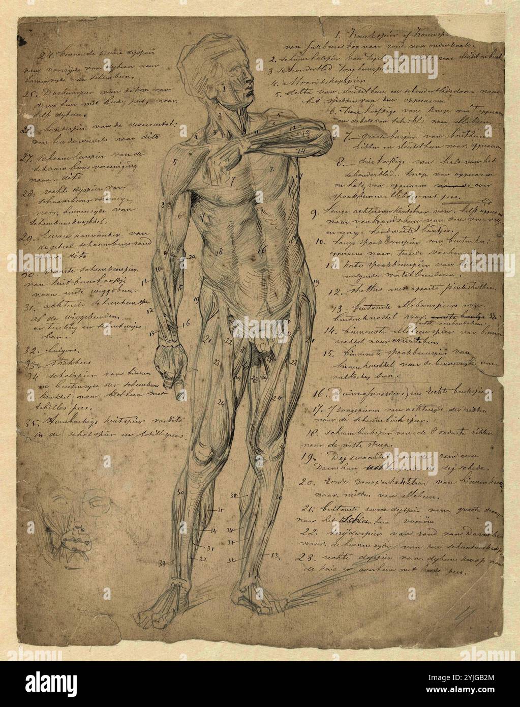Studio anatomico permanente della figura umana. Relatore per parere: Johan Braakensiek. Dating: 1868 - 1940. Misurazioni: h 305 mm × W 235 mm. Museo: Rijksmuseum Amsterdam. Foto Stock