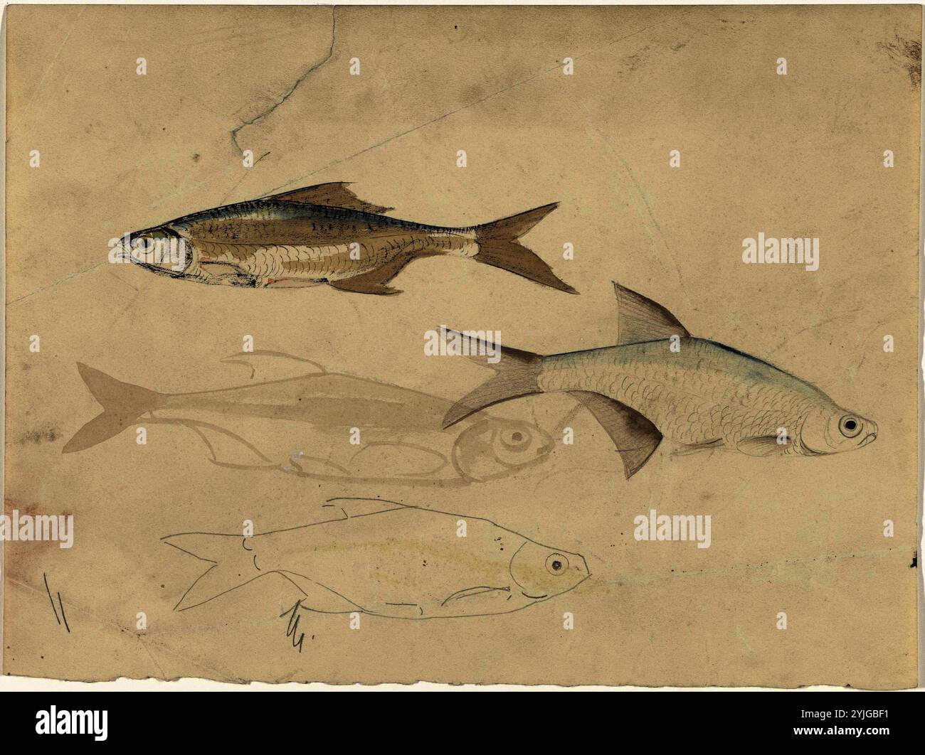 Quattro barbigli. Relatore per parere: Carel Adolph Lion Cachet. Dating: 1874 - 1945. Misurazioni: h 230 mm × W 308 mm. Museo: Rijksmuseum Amsterdam. Foto Stock