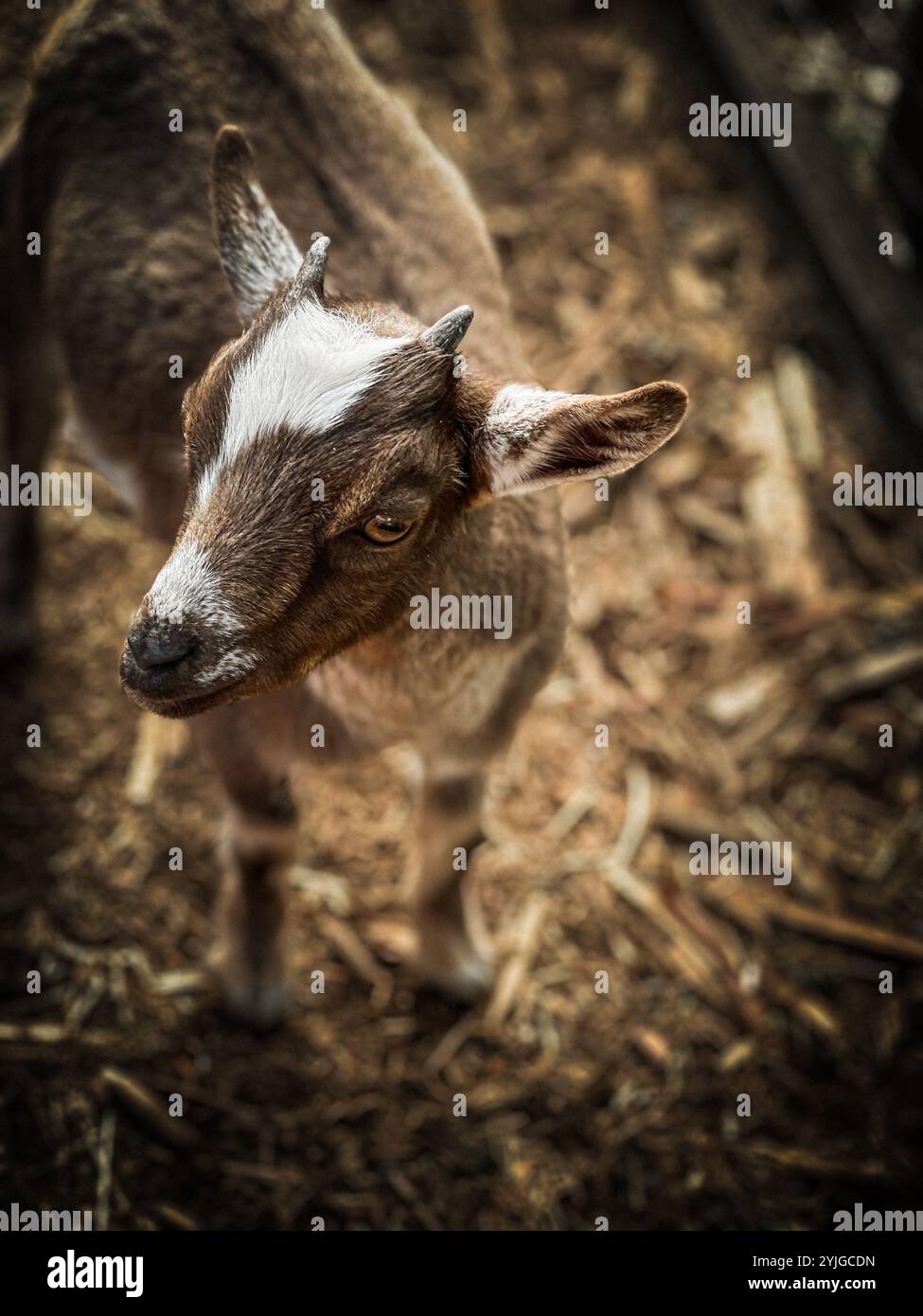 La piccola capra si ferma in un campo di paglia per guardare la fotocamera con curiosità. - Immagine stock catturata con smartphone