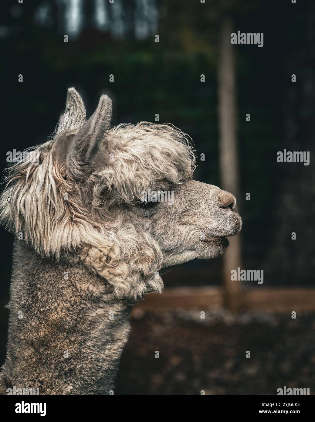 Le orecchie Perky sono all'attenzione in questa vista laterale di un volto di alpaca senza espressioni. Foto Stock