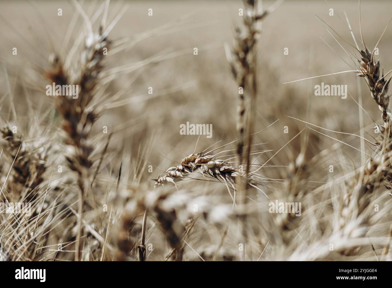 Primo piano di un campo di segale e orecchie di segale Foto Stock