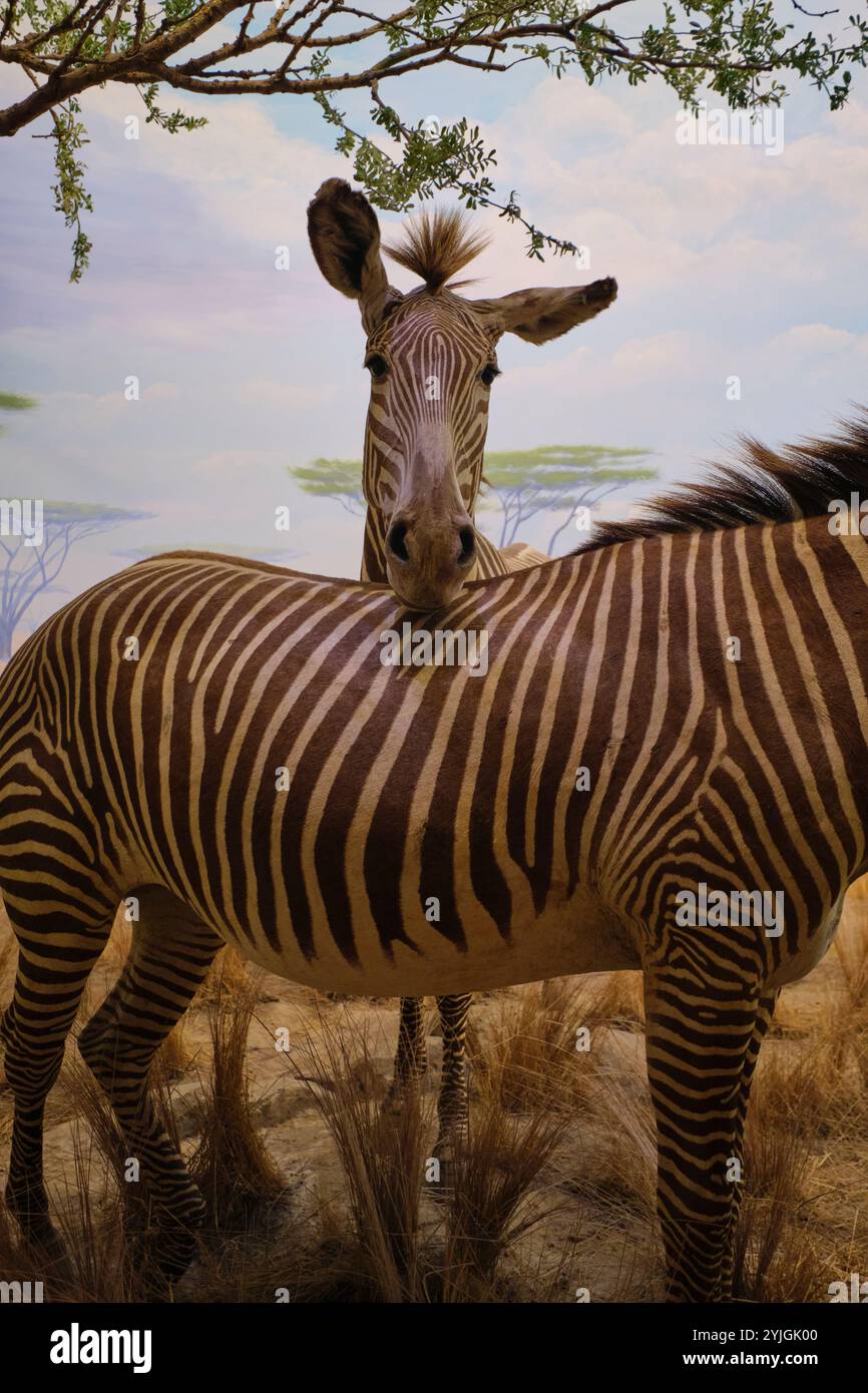 Il momento carino di una Grevys Zebra che nuzzerebbe un'altra zebra. Diorama africano al museo di storia naturale della California Academy of Sciences di San Francisco. Foto Stock