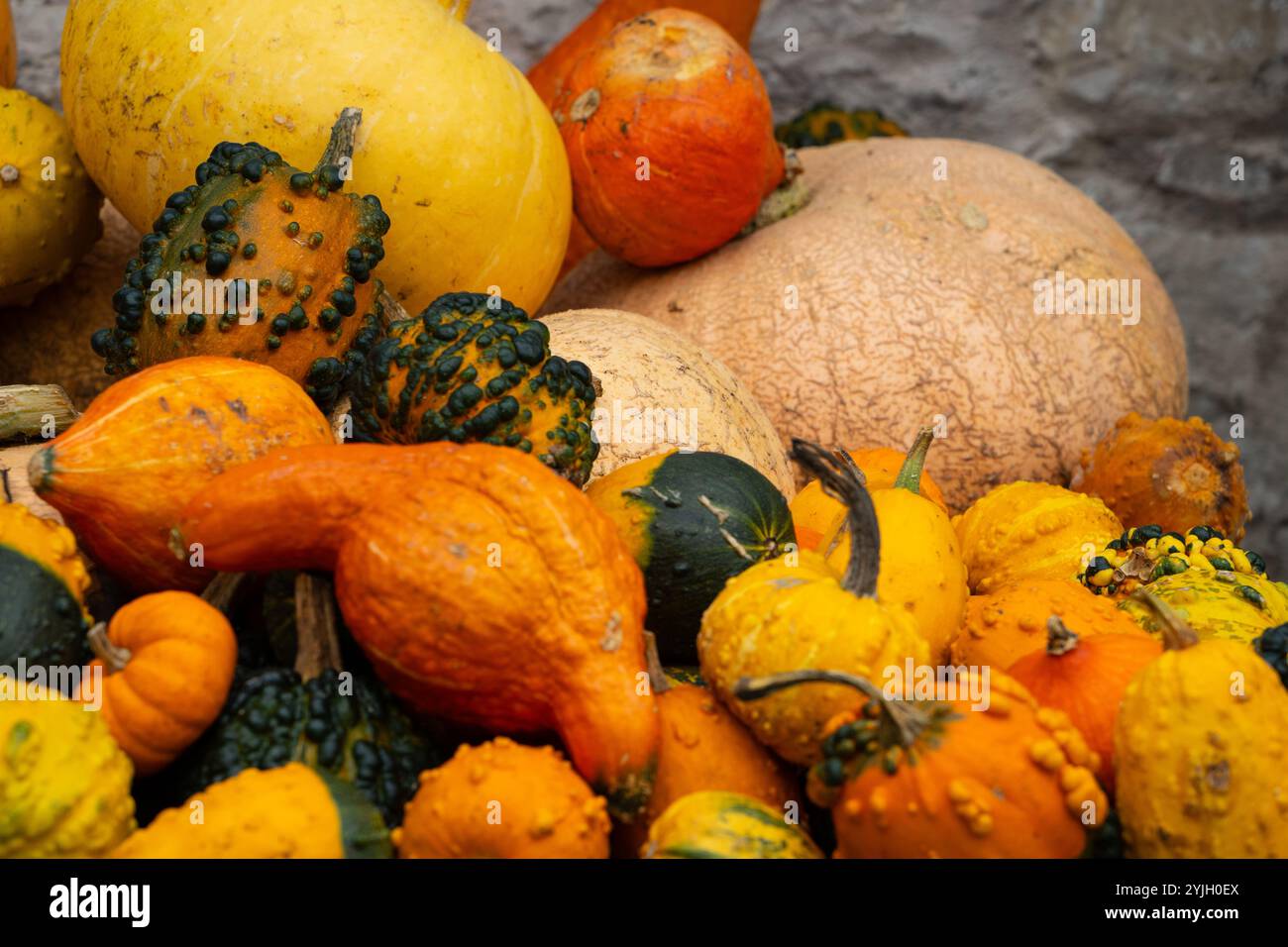 Colorata collezione di buongustai e zucche ornamentali in mostra nel raccolto autunnale Foto Stock
