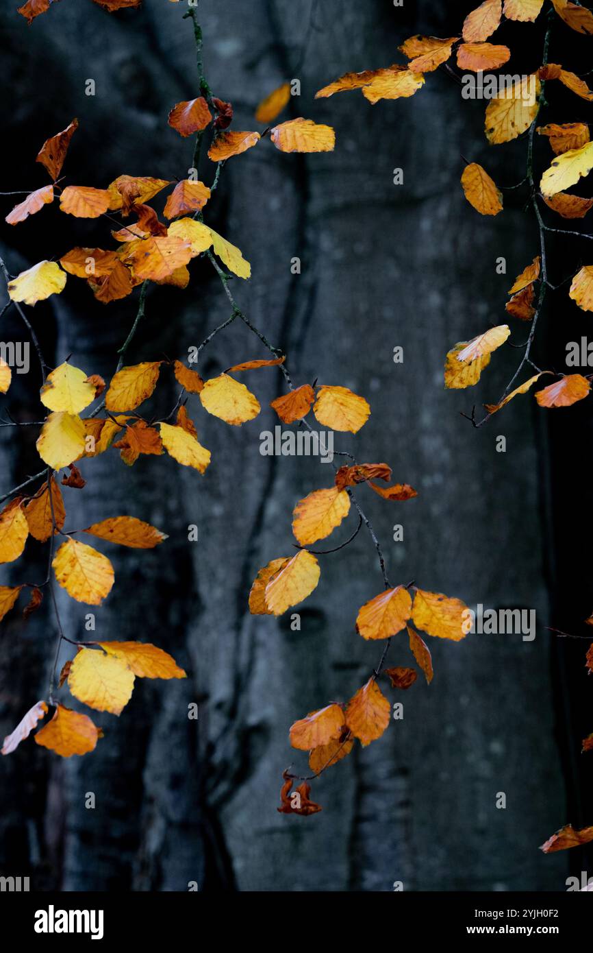 Foglie d'autunno dorate su rami delicati sullo sfondo di boschi scuri nel Lake District Foto Stock