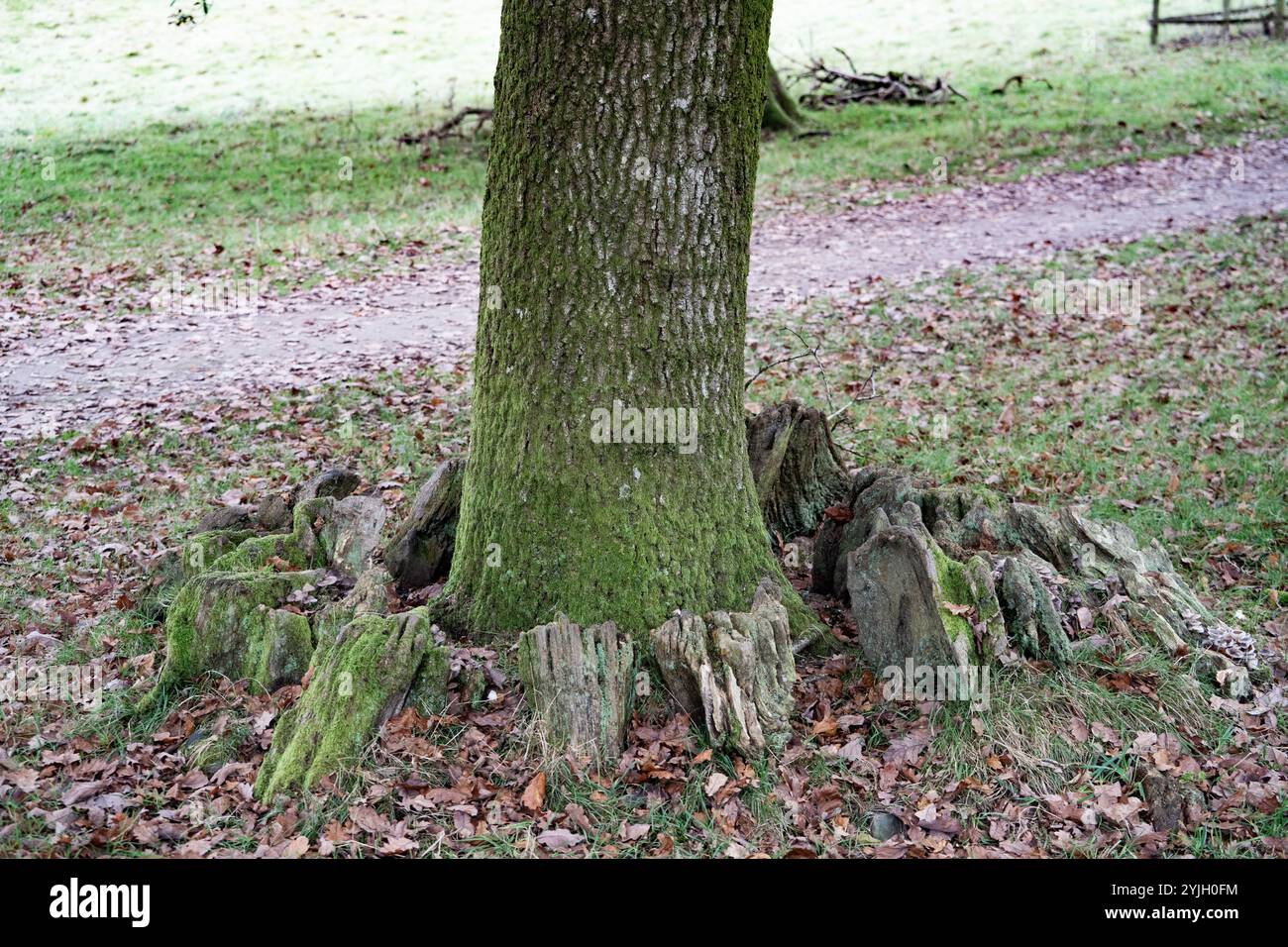 Antico tronco di alberi con corteccia coperta di muschio e radici esposte nel bosco del Lake District Foto Stock